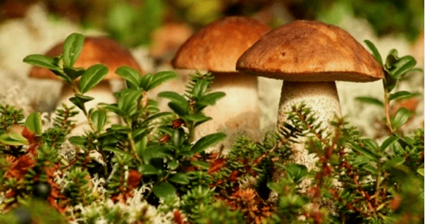 champignon