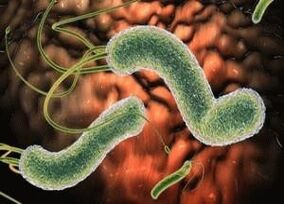 virus et bactéries